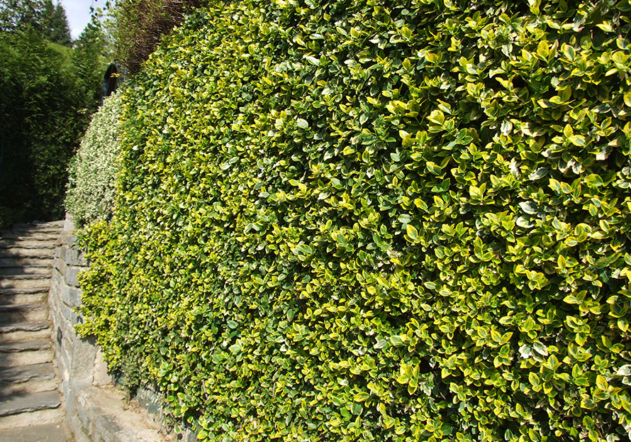 Verde Verticale